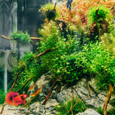 Christmas Moss (Selling Per Cup)
